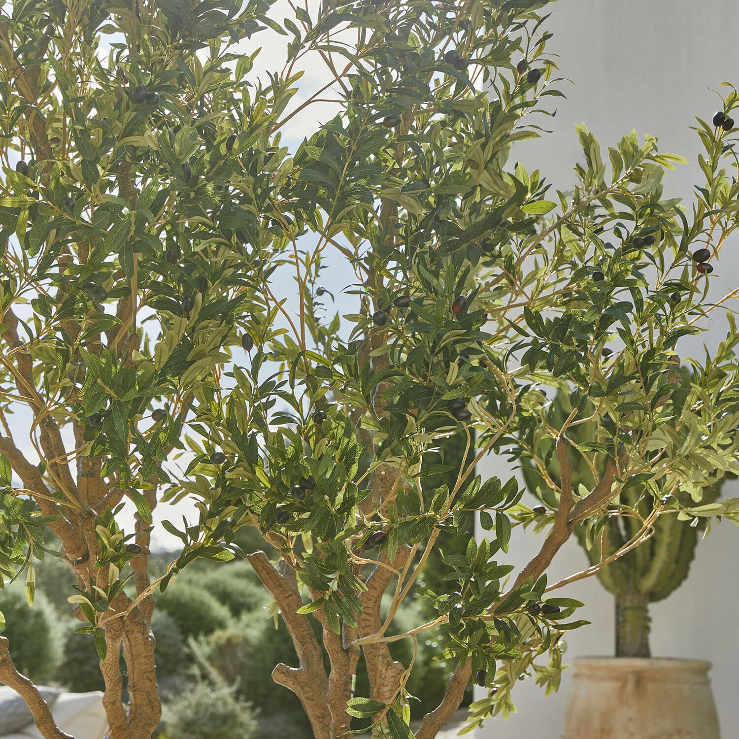 Decoratieve olijfboom Nolaria