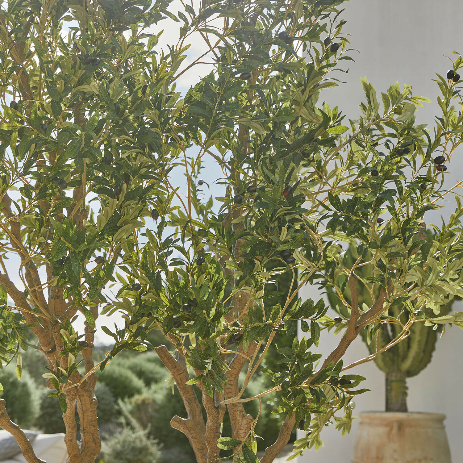 Decoratieve olijfboom Nolaria
