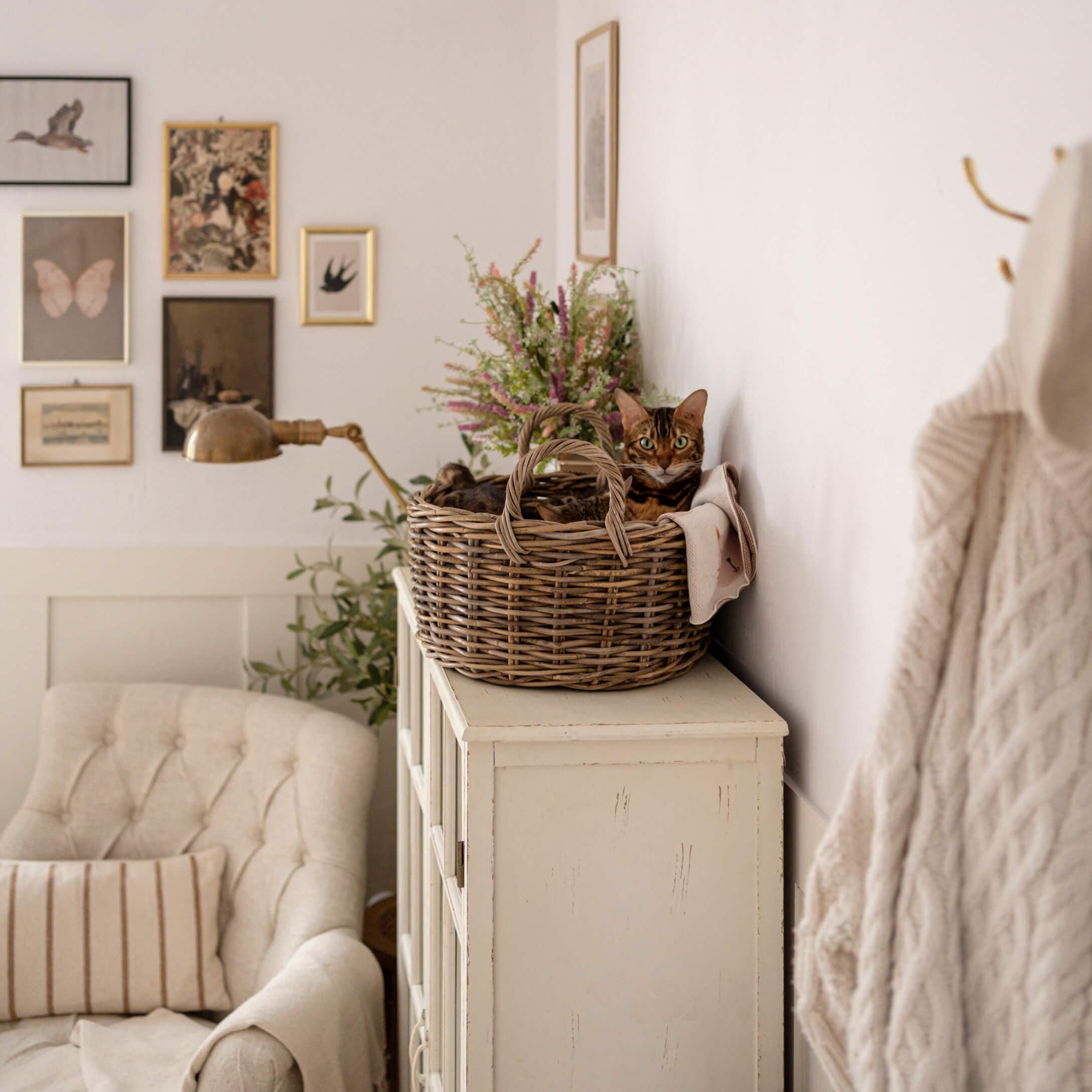 Bruine kat in een rieten mand op een witte kast in een gezellige woonkamer met beige fauteuil en wanddecoratie