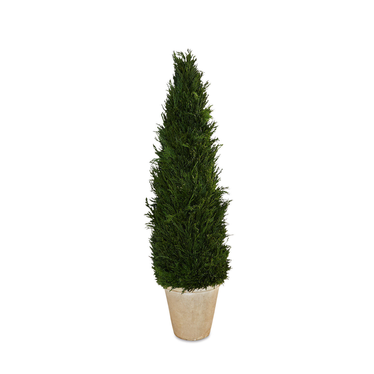 Sierpotplant Arras Hoge groene conifeerplant in beige pot voor terras of tuin
