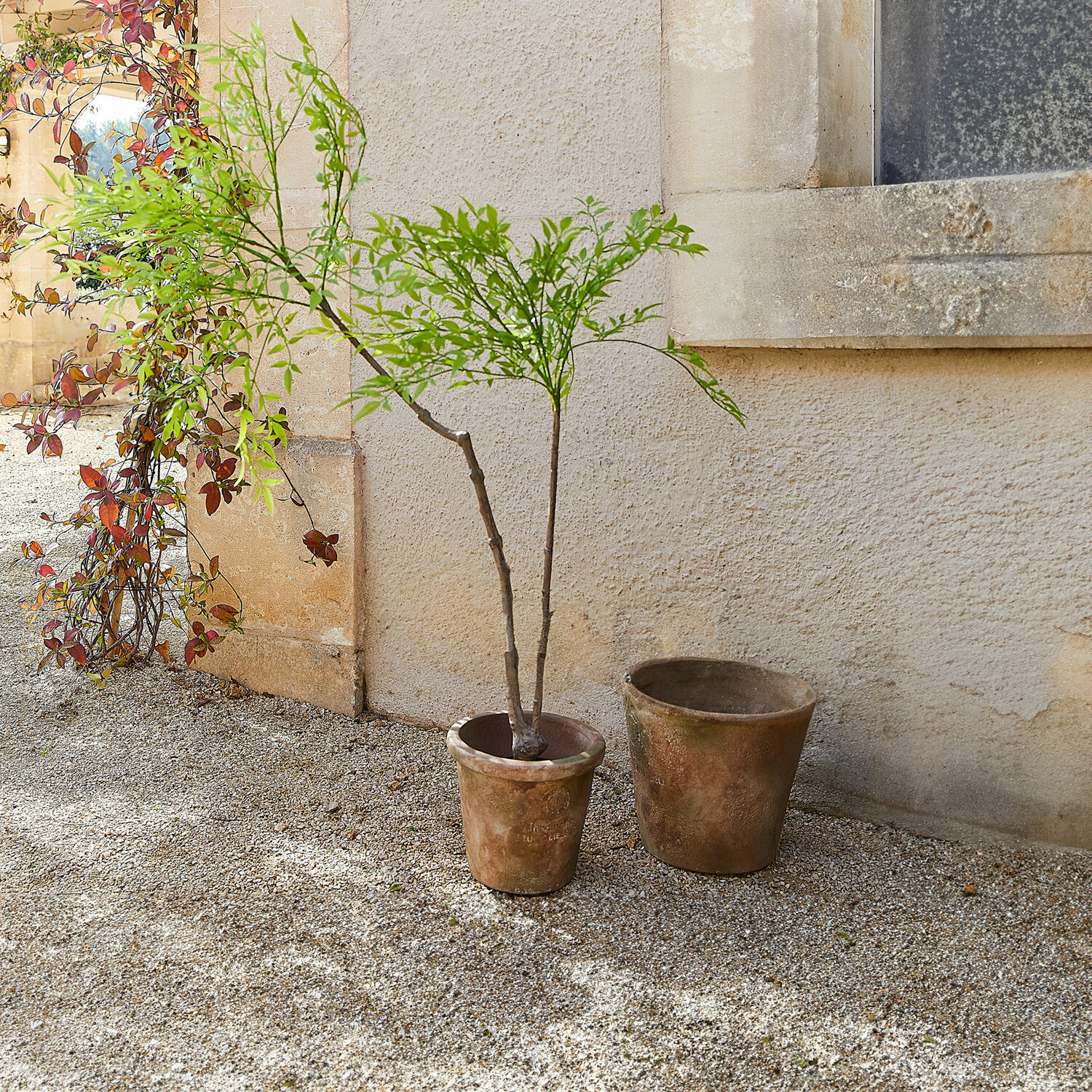 Decoratieve potplant, 2e keuze Avenelle