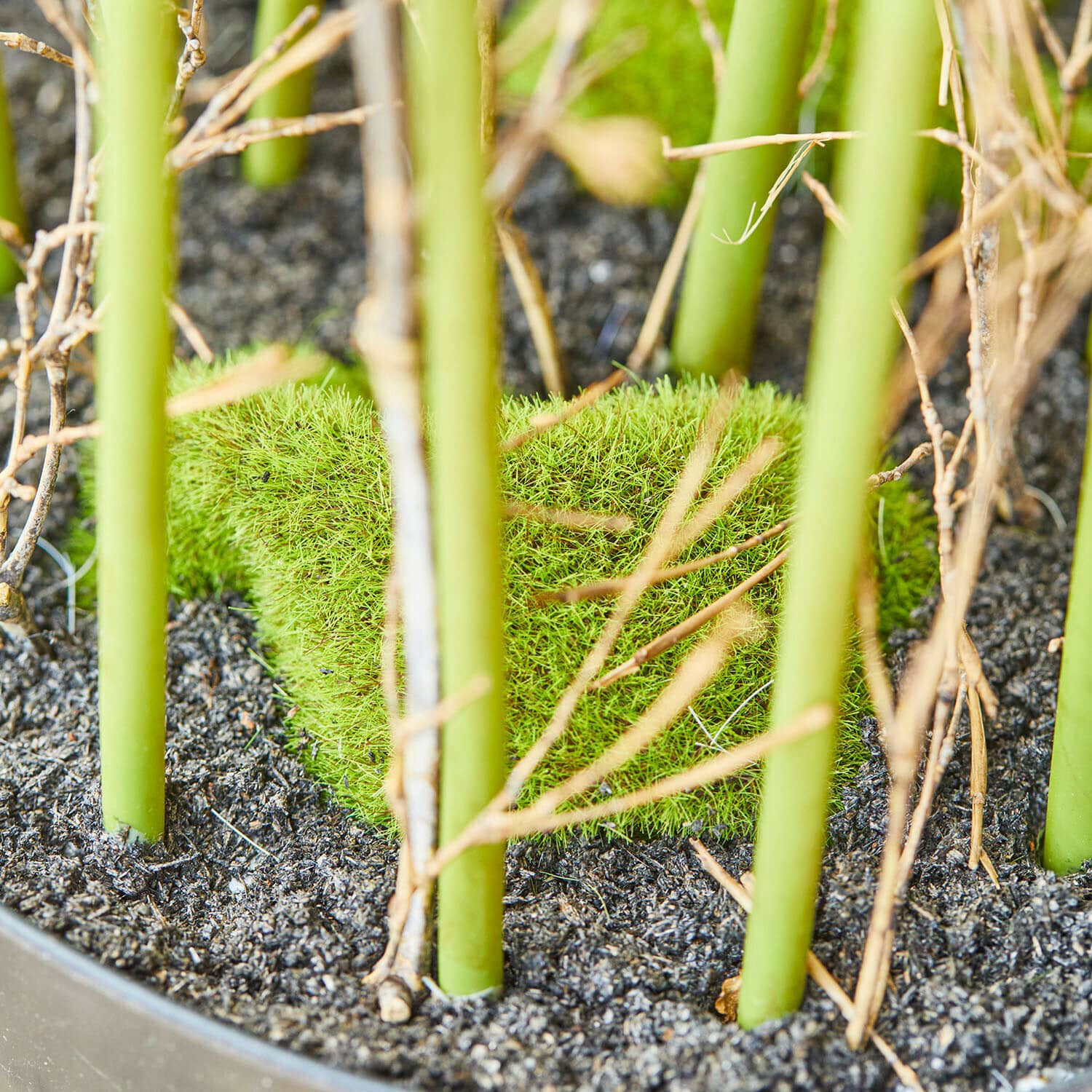 Decoratieve rietplant Clarisa