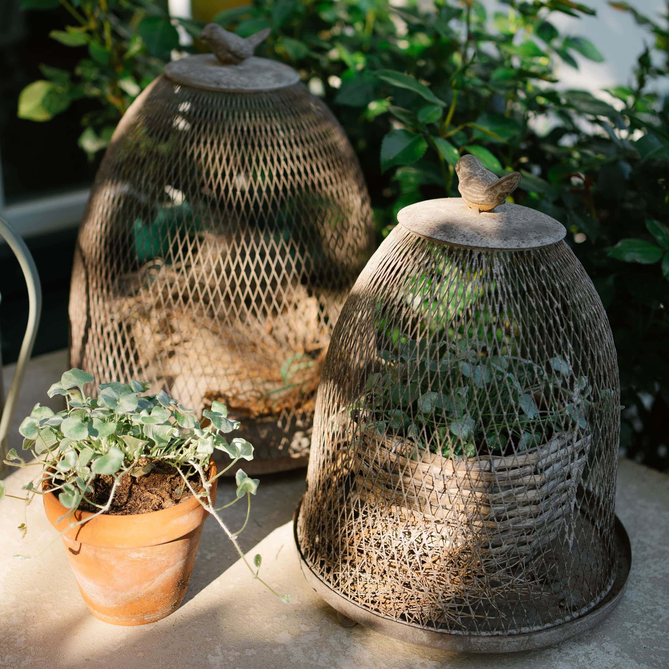Grijze metalen tuinkappen met vogelornament beschermen planten op het terras