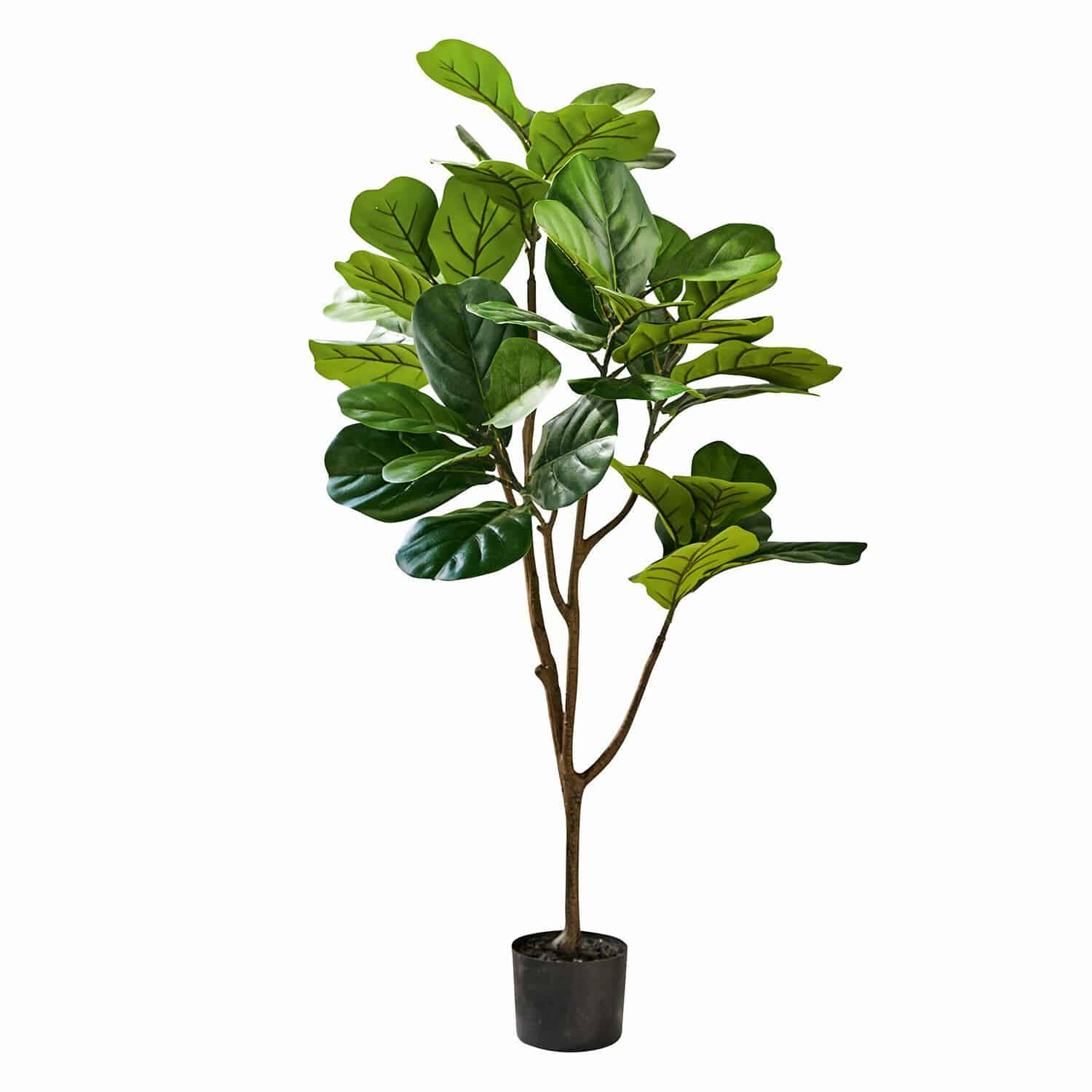 Sierpotplant Evolet