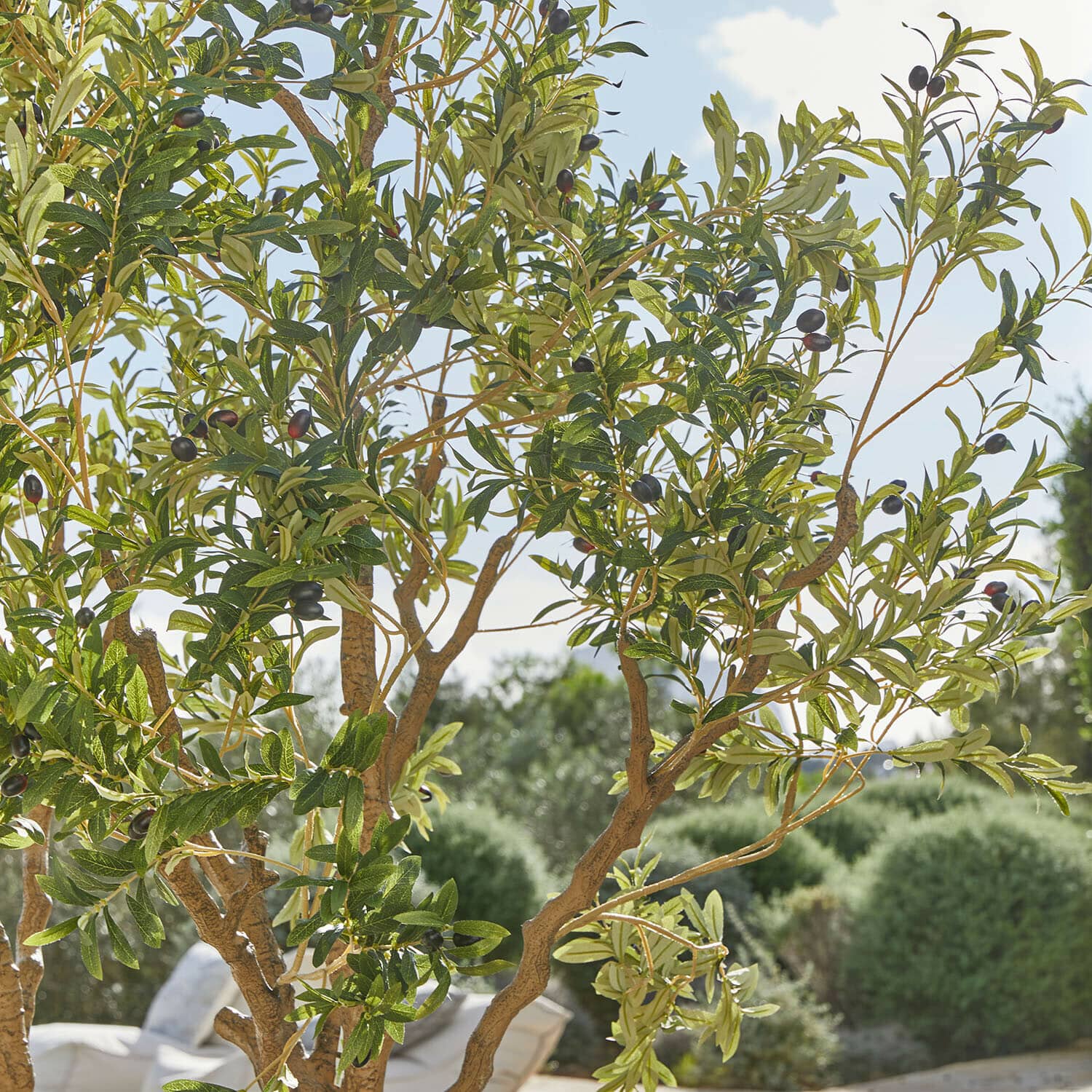 Decoratieve olijfboom Nolaria