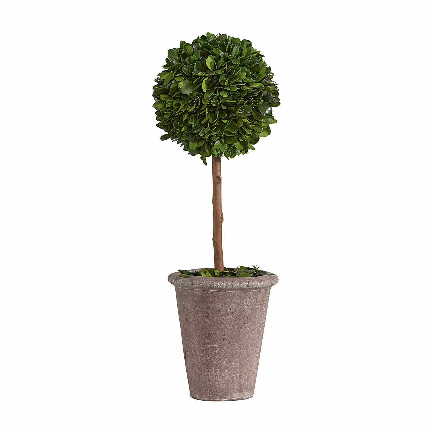 Decoratieve boom met groene bladeren in grijze betonnen pot voor binnen en buiten
