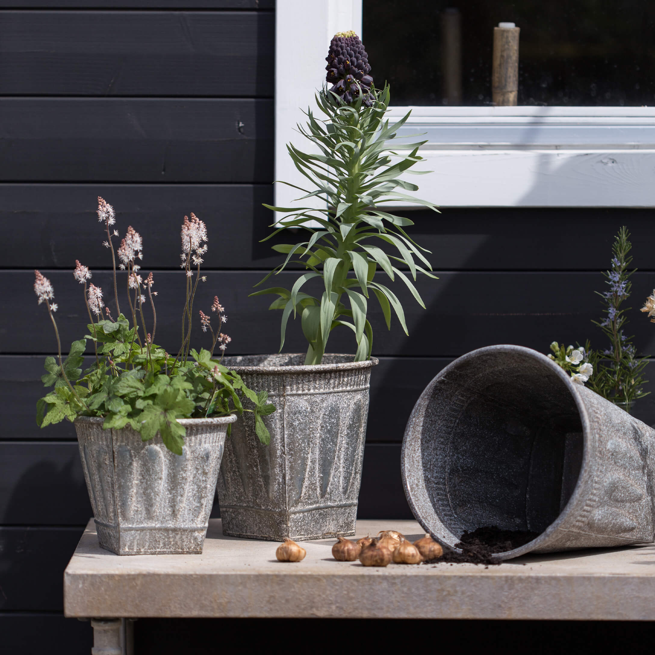Drie grijze metalen bloempotten met planten en bollen op een tuintafel voor een zwarte muur